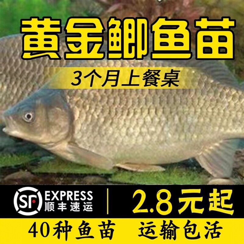 高背鯽魚和土鯽哪個(gè)好（高背鯽魚與土鯽魚的區(qū)別） 金三間魚 第1張