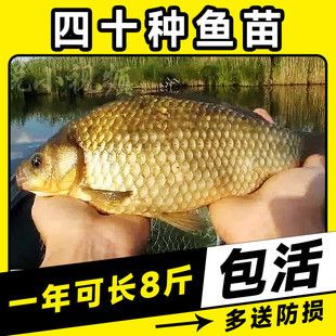 高背鯽魚和土鯽哪個(gè)好（高背鯽魚與土鯽魚的區(qū)別） 金三間魚 第3張