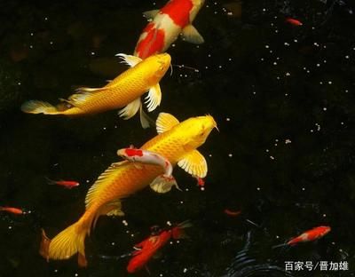 剛買回來的觀賞魚（剛買回來的觀賞魚需要經(jīng)過一系列的處理處理才能更好地適應(yīng)新環(huán)境） 溫控設(shè)備 第2張