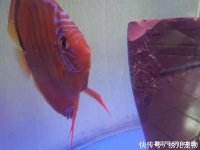 觀賞魚七彩神仙怎么養(yǎng)（七彩神仙魚的飼養(yǎng)技巧） 速倍妥 第4張