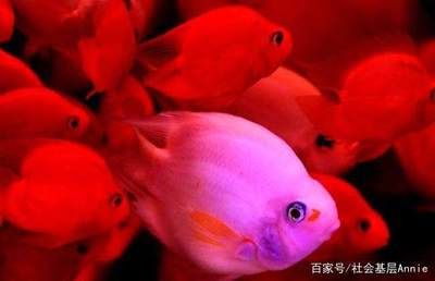 觀賞魚售賣平臺排名（觀賞魚售賣平臺的競爭格局） 白化火箭 第4張