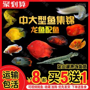 財(cái)神和鸚鵡魚能養(yǎng)一起嗎（財(cái)神魚和鸚鵡魚可以養(yǎng)在一起但需要注意一些事項(xiàng)） 薩伊藍(lán)魚 第1張