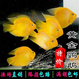 財(cái)神和鸚鵡魚能養(yǎng)一起嗎（財(cái)神魚和鸚鵡魚可以養(yǎng)在一起但需要注意一些事項(xiàng)） 薩伊藍(lán)魚 第2張