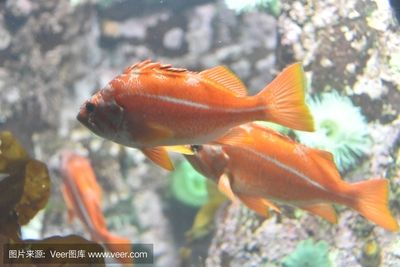 淡水觀賞魚(yú)有幾種（淡水觀賞魚(yú)的種類）