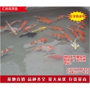 觀賞魚存活率高的魚種（觀賞魚的種類有哪些？） 養(yǎng)魚知識 第2張