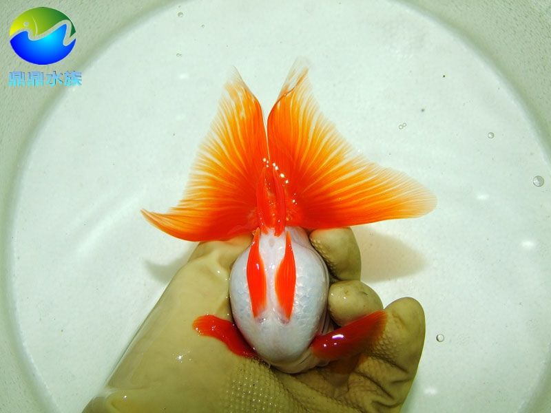 淡水冷水魚(yú)觀賞魚(yú)種類（常見(jiàn)的淡水冷水魚(yú)種類及其特點(diǎn)）