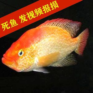 大型觀賞魚視屏（大型觀賞魚視頻對不起，由于搜索結(jié)果的時間限制） 黃金招財貓魚 第4張