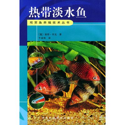 好養(yǎng)淡水魚觀賞魚（淡水觀賞魚的養(yǎng)殖與繁育） 武吉美拉金龍魚 第3張