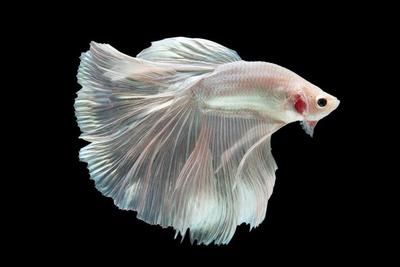 白色金魚（如何飼養(yǎng)白色金魚） 祥龍魚場 第2張