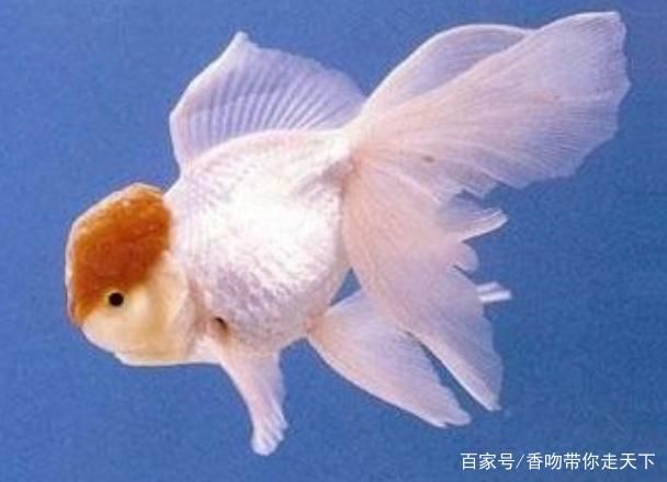 白色金魚（如何飼養(yǎng)白色金魚） 祥龍魚場 第1張