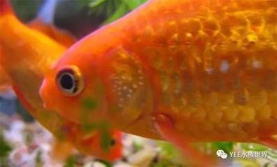 白色金魚（如何飼養(yǎng)白色金魚） 祥龍魚場 第3張