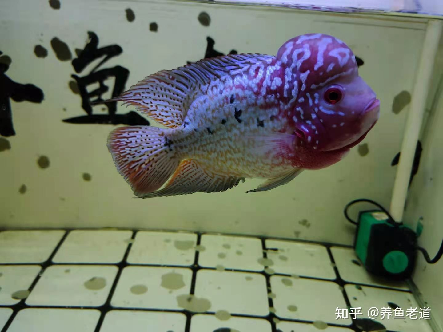 購買觀賞魚市場買還是網(wǎng)上買好呢（觀賞魚網(wǎng)購陷阱揭秘） 飛鳳魚苗 第3張