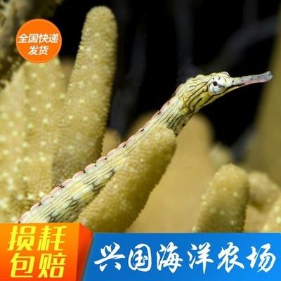 海龍觀賞魚（關(guān)于海龍觀賞魚的一些詳細介紹） 馬拉莫寶石魚苗 第1張