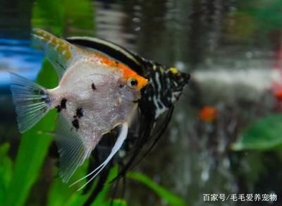 海水觀賞魚怎么兌海水（兌海水養(yǎng)海水觀賞魚是一個(gè)細(xì)致的過程，需要考慮到水質(zhì)的穩(wěn)定性和觀賞魚的生活習(xí)性） 羅漢魚批發(fā) 第1張