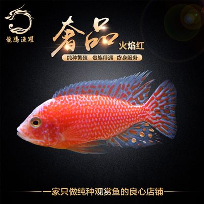 觀賞魚店鋪介紹怎么寫好（探索水族館設(shè)計(jì)的創(chuàng)新思路水族館設(shè)計(jì)的創(chuàng)新思路包括）