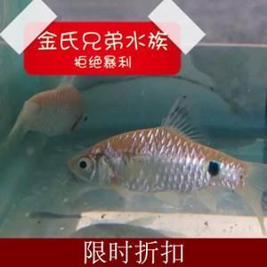 購買觀賞魚市場買還是網(wǎng)上買比較好（網(wǎng)上購買觀賞魚可以選擇市場購買或網(wǎng)上購買或網(wǎng)上購買） 老魚匠 第4張