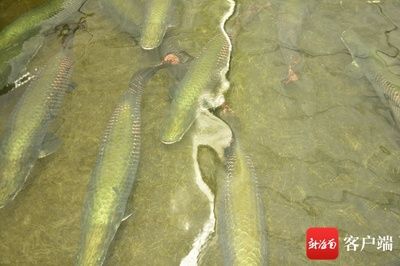 海南 觀賞魚 基地有哪些（海南觀賞魚養(yǎng)殖基地） 黃金達摩魚 第4張