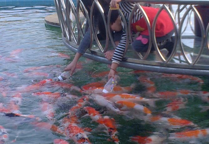 海南 觀賞魚 基地有哪些（海南觀賞魚養(yǎng)殖基地） 黃金達摩魚 第1張