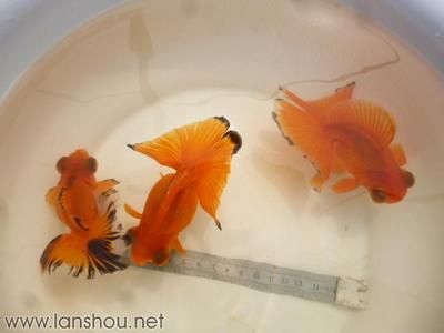 紅頭獅魚學名（海洋生物學的前沿研究隨著科技的進步探索海洋生物的秘密）