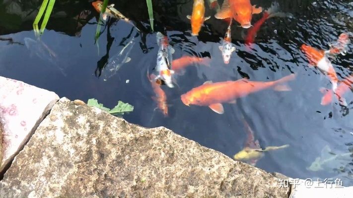 互動性強的觀賞魚品種（什么是觀賞魚的互動性） 水族維護服務(wù)（上門） 第2張