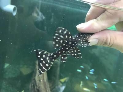 黑白雙星異型魚圖鑒（異型魚的起源與分布） 紅頭利魚 第3張