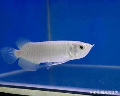 白色的觀賞魚（白色觀賞魚的種類） 水族維護(hù)服務(wù)（上門） 第3張