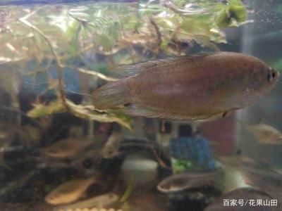 各種觀賞魚適合的溫度（觀賞魚適合的水溫取決于其原產(chǎn)地的水溫以及其種類） 觀賞魚水族批發(fā)市場 第1張