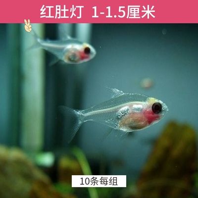 寵物觀賞魚(yú)迷你紫色是什么魚(yú)啊（尋找迷你紫色寵物觀賞魚(yú)的具體種類） 觀賞魚(yú)水族批發(fā)市場(chǎng) 第1張