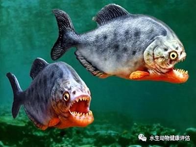 觀賞魚(yú)種類(lèi)冷水魚(yú)和熱水魚(yú)的區(qū)別（冷水魚(yú)、熱帶魚(yú)、廣溫魚(yú)、廣溫魚(yú)的區(qū)別）