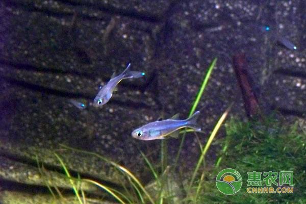 觀賞魚飄在水面（觀賞魚為什么會(huì)飄在水面） 和尚魚 第1張