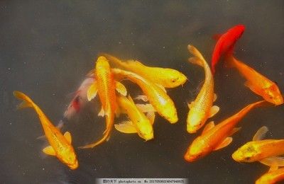 花錦鯉魚（錦鯉的品種及種繁多） 水族周邊 第1張