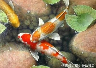 花錦鯉魚（錦鯉的品種及種繁多） 水族周邊 第2張