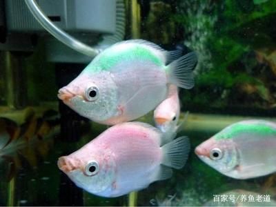 都有什么觀賞魚是染色的魚（染色觀賞魚的技術(shù)揭秘）