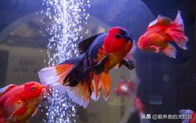 好養(yǎng)的觀賞魚排行榜前十名（好養(yǎng)的觀賞魚排行榜） 黃金斑馬魚 第1張