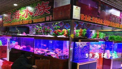 華陽(yáng)水族批發(fā)市場(chǎng)在哪里有賣(mài)（全國(guó)水族批發(fā)市場(chǎng)對(duì)比華陽(yáng)水族批發(fā)市場(chǎng)對(duì)比華陽(yáng)水族批發(fā)市場(chǎng)） 稀有金龍魚(yú) 第3張