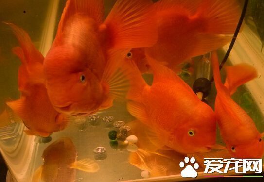 財(cái)神魚和鸚鵡魚的區(qū)別（財(cái)神魚和鸚鵡魚有什么區(qū)別？）