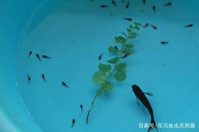 觀賞魚養(yǎng)得大嗎（觀賞魚生長極限觀賞魚的生長極限因種類而異） 魚缸清潔用具 第4張