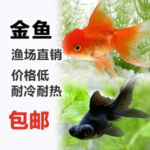 關(guān)于觀賞魚的詩詞（中國古代詩詞中的魚文化） 其他益生菌 第3張