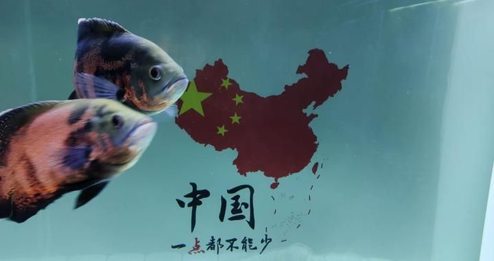 觀賞魚什么魚混養(yǎng)好養(yǎng)大（關(guān)于觀賞魚混養(yǎng)的一些建議） 潛水泵 第1張