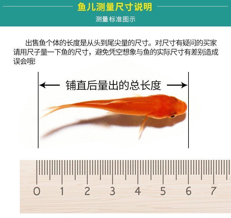 觀賞魚(yú)種類冷水魚(yú)有哪些品種（冷水觀賞魚(yú)品種分類冷水觀賞魚(yú)的品種分類及養(yǎng)護(hù)方法） 豹紋夫魚(yú)苗 第4張