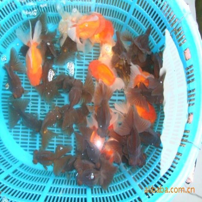 觀賞魚種類及價格（觀賞魚的價格波動因素影響市場價格波動因素影響市場價格）