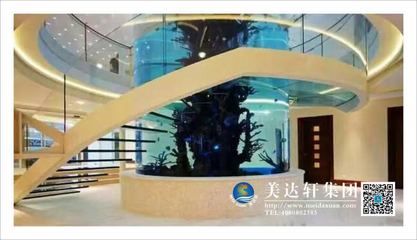 觀賞魚連鎖店排名前十名有哪些（觀賞魚連鎖店排名前十名） 雙線側(cè)魚 第4張