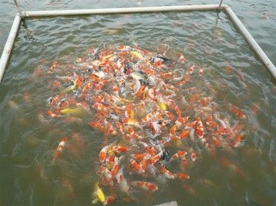 觀賞魚那個魚最好養(yǎng)（觀賞魚養(yǎng)護(hù)秘籍） 紅頭利魚 第4張