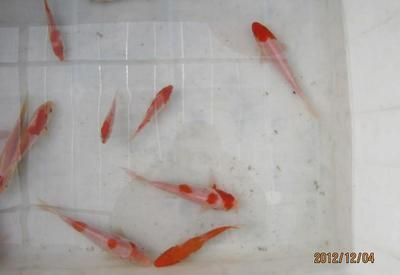 觀賞魚那個魚最好養(yǎng)（觀賞魚養(yǎng)護(hù)秘籍） 紅頭利魚 第1張