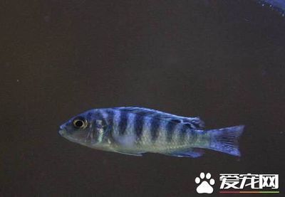 豹紋夫魚（關(guān)于豹紋夫魚的一些重要信息） 紅化白子銀龍 第4張