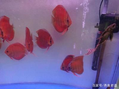 紅色觀賞魚叫什么名字?。嵛鱽喖t色觀賞魚及其特點：紅色觀賞魚及其特點）