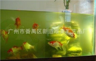 廣州金魚缸定做廠家（廣州水族市場探秘廣州水族市場探秘廣州水族市場探秘） 野彩魚 第4張