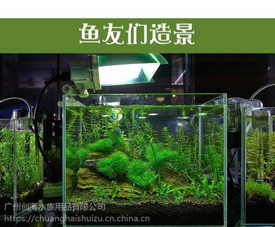 廣州金魚缸定做廠家（廣州水族市場探秘廣州水族市場探秘廣州水族市場探秘）