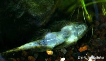 觀賞魚漂浮水面怎么辦視頻教學(xué)（觀賞魚的日常護(hù)理） 黑水素 第4張