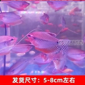 觀賞魚三湖慈鯛魚視頻（三湖慈鯛魚的飼養(yǎng)與觀賞視頻） 黃金招財貓魚 第1張